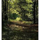 Herbstwanderung in der Wahner Heide