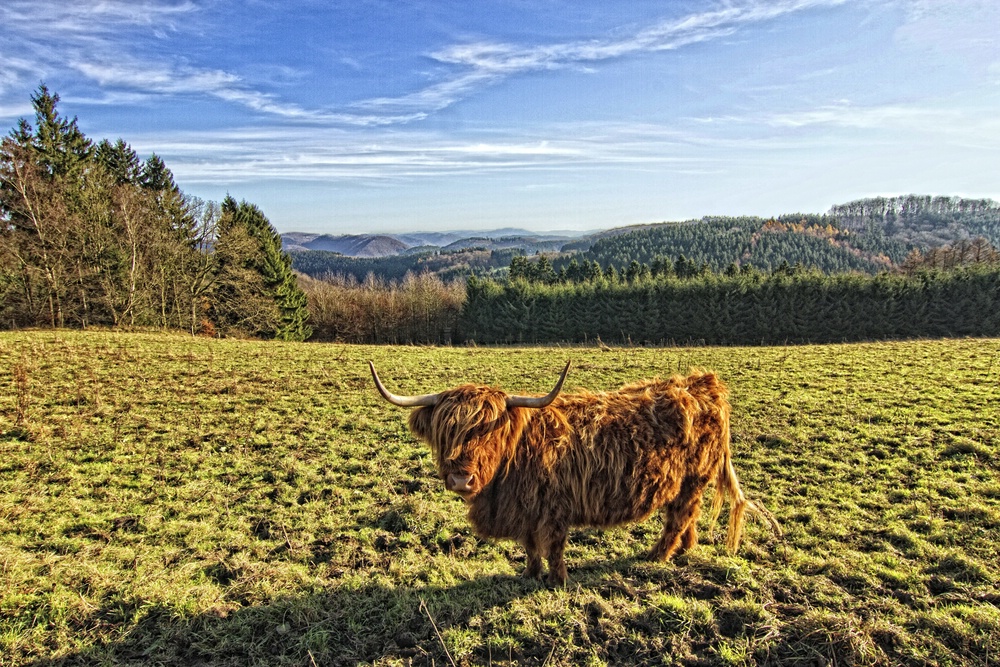 Herbstwanderung IV