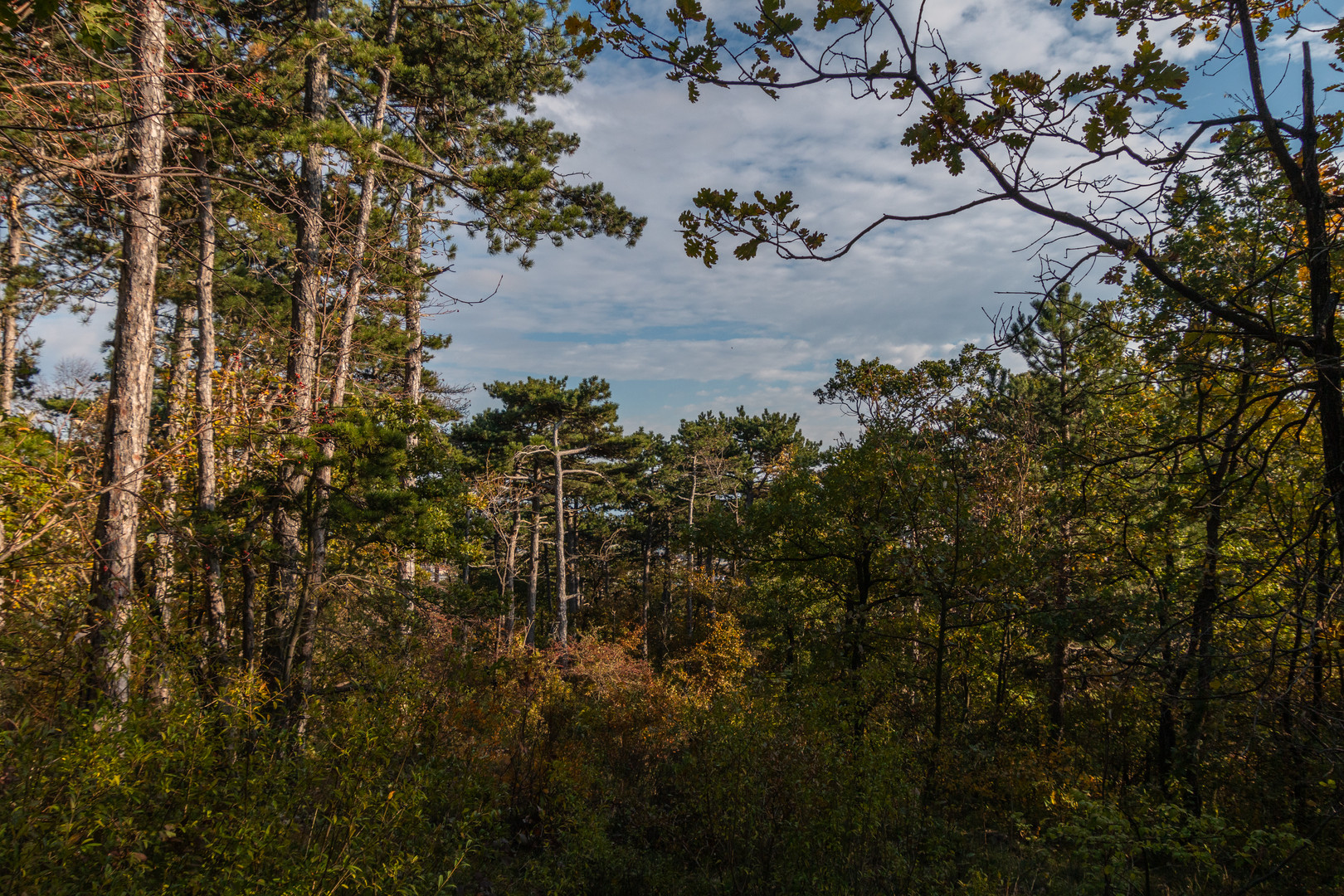 Herbstwanderung Pfaffstättner Kogel