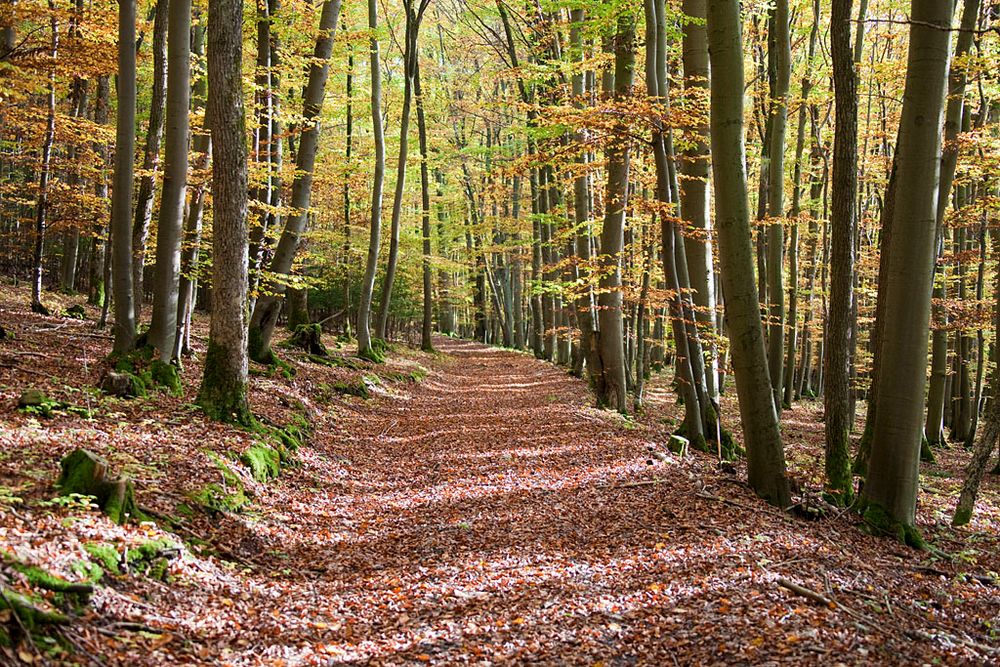 Herbstwanderweg