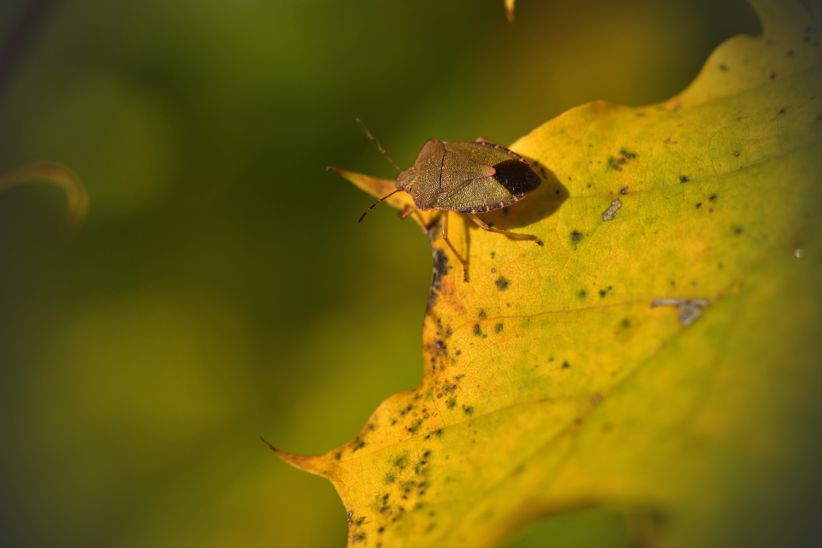 Herbstwanze