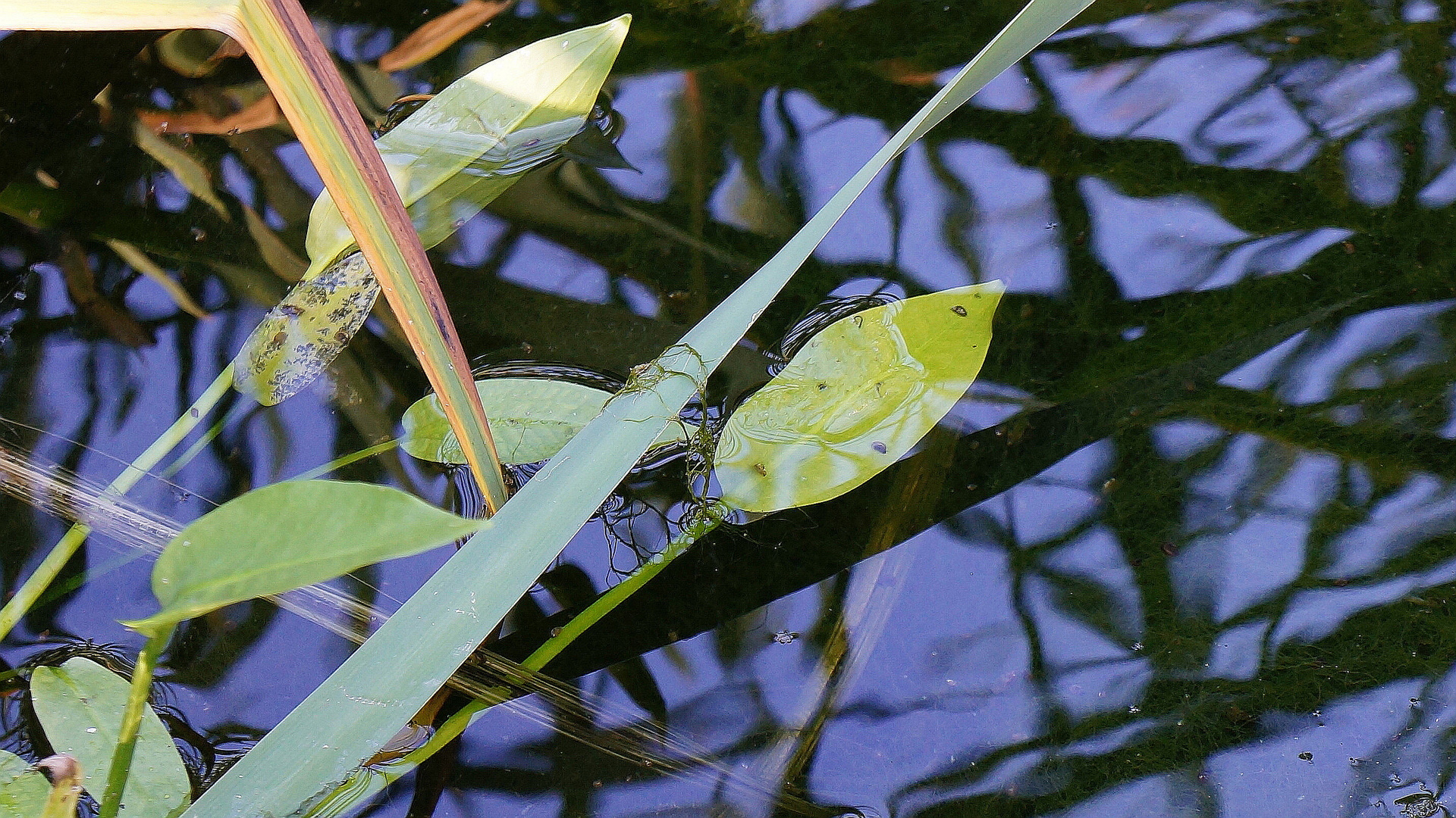 Herbstwasser