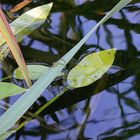 Herbstwasser