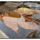 Herbstwasser 3