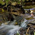 herbstwasser