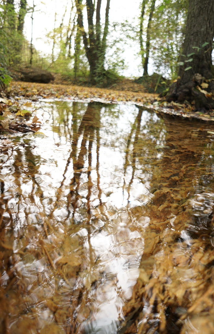 Herbstwasser-Bäume spiegeln sich im Wasser