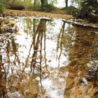 Herbstwasser-Bäume spiegeln sich im Wasser