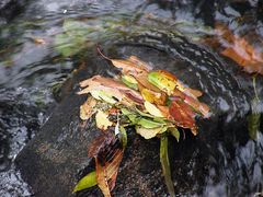 Herbstwasser