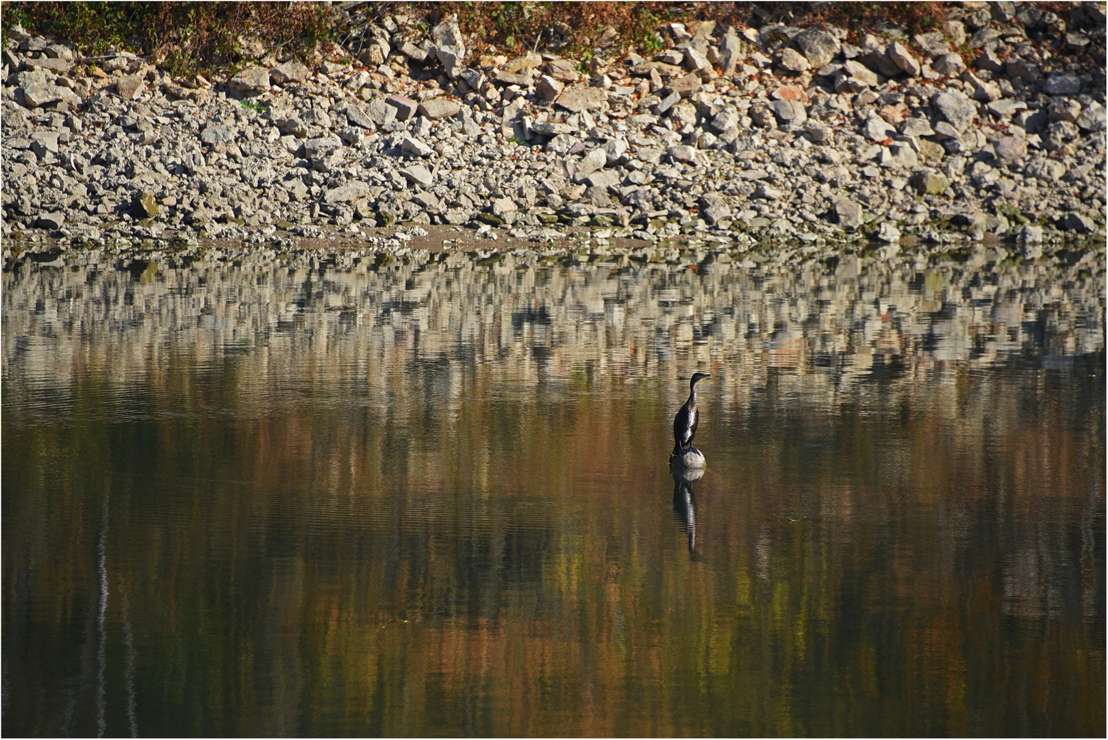 Herbstwasser mit Kormoran