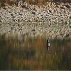 Herbstwasser mit Kormoran