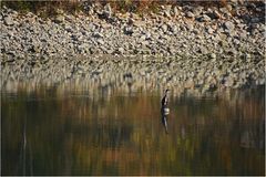 Herbstwasser mit Kormoran