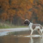 Herbstwassertester