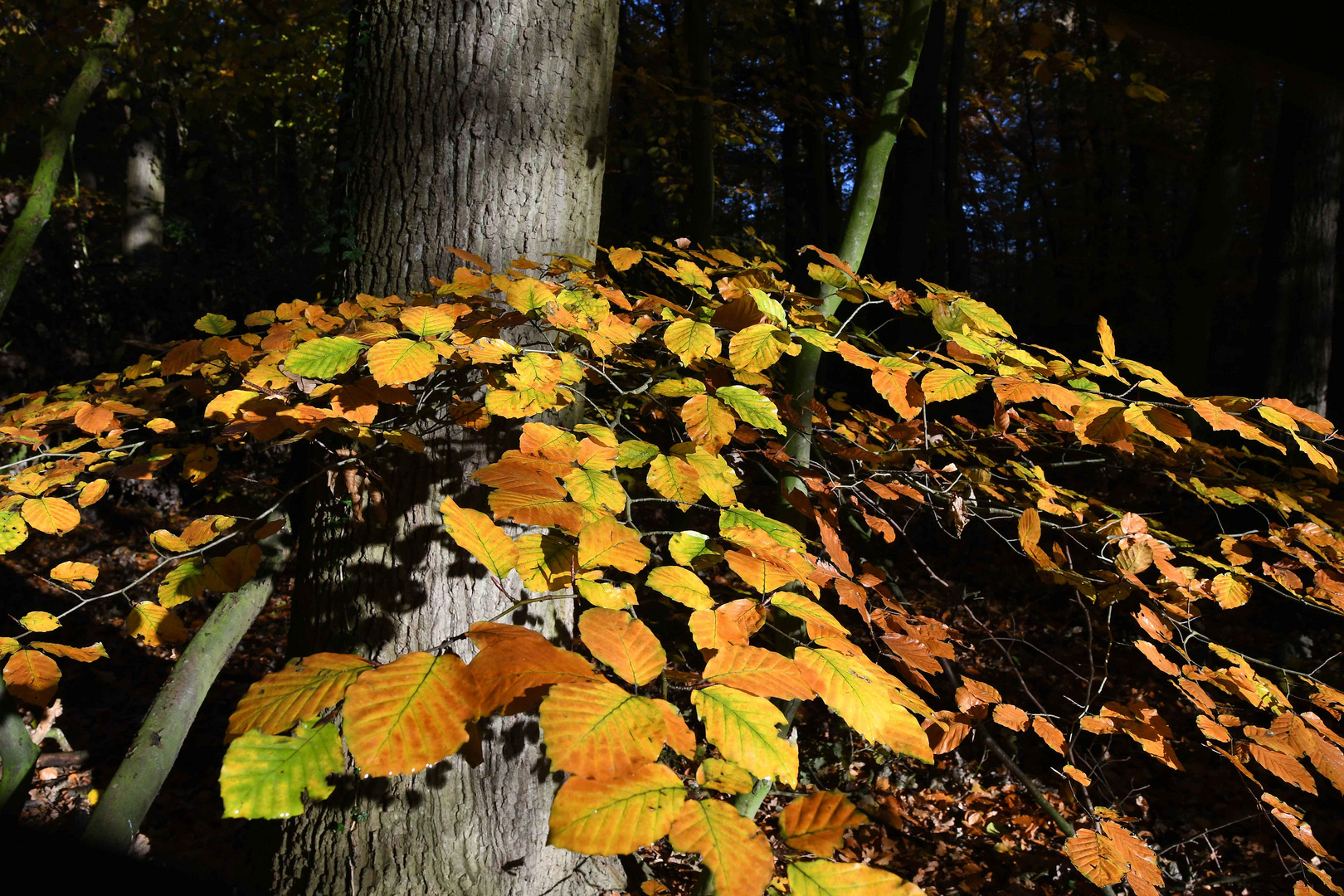 Herbstweb