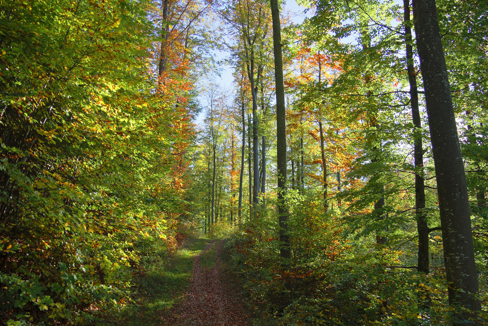 Herbstweg