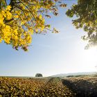 Herbstweg