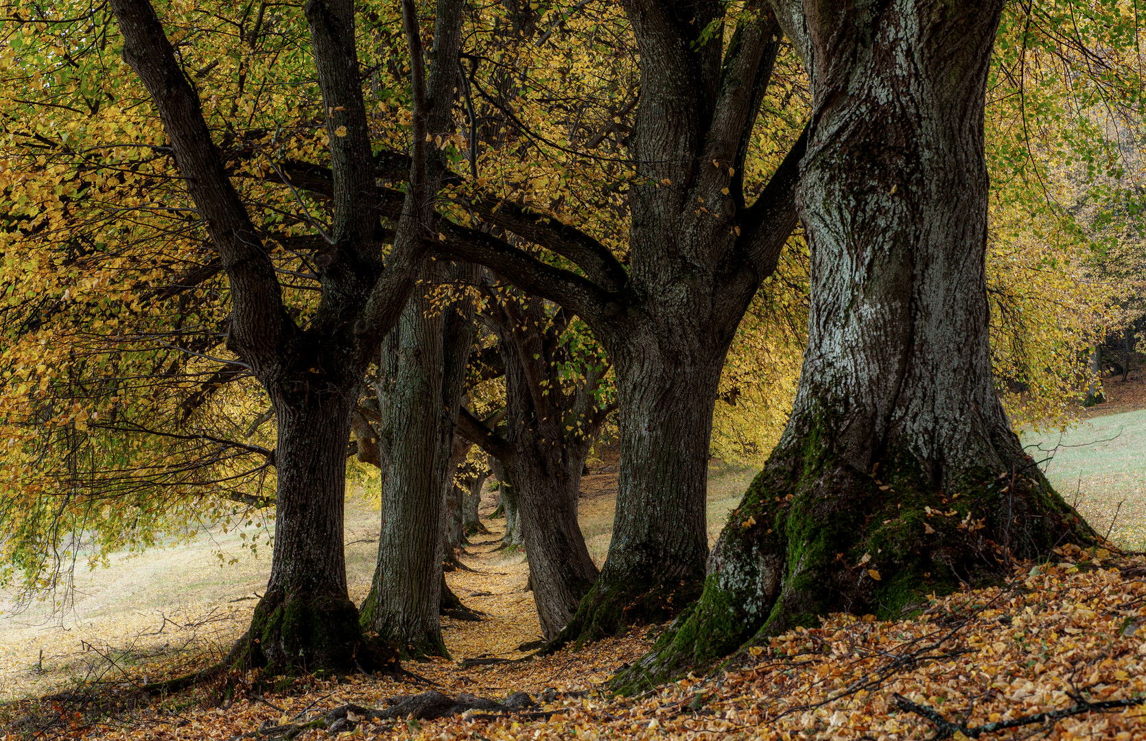 Herbstweg