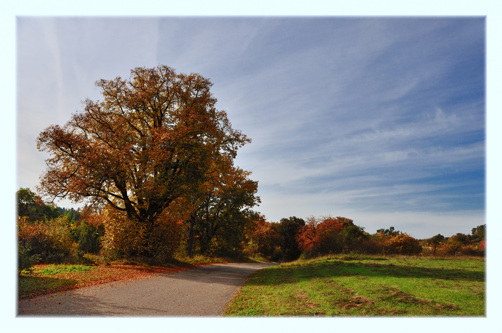 herbstweg (6)