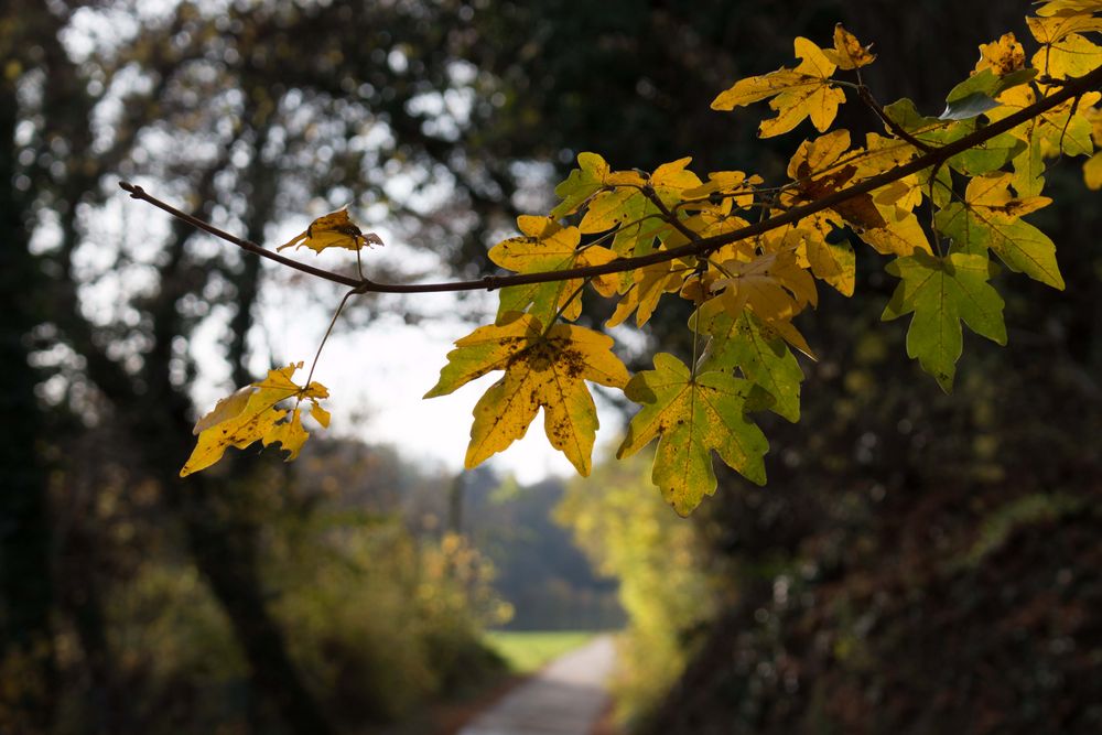 Herbstweg