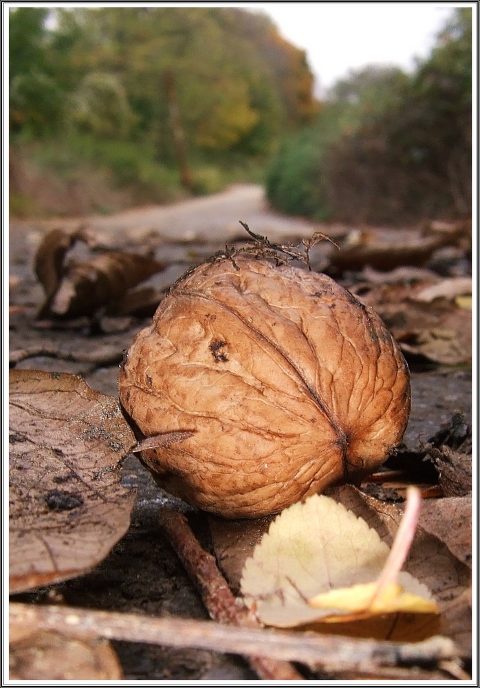 *Herbstweg*