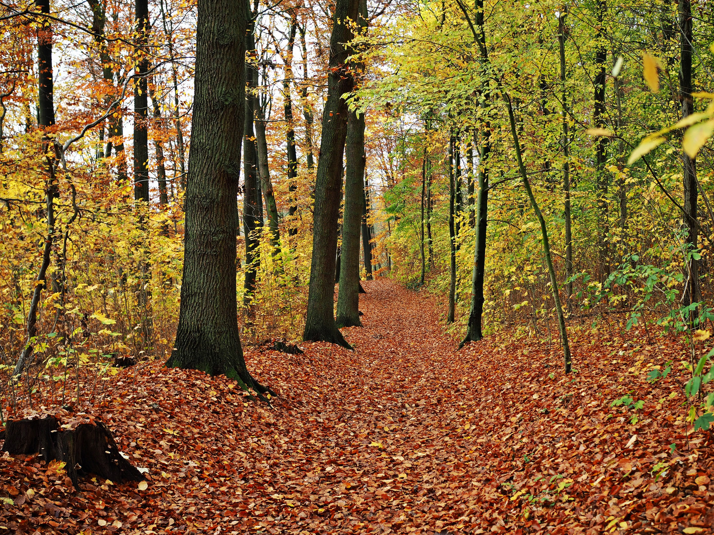 Herbstweg