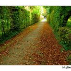 ~ Herbstweg ~