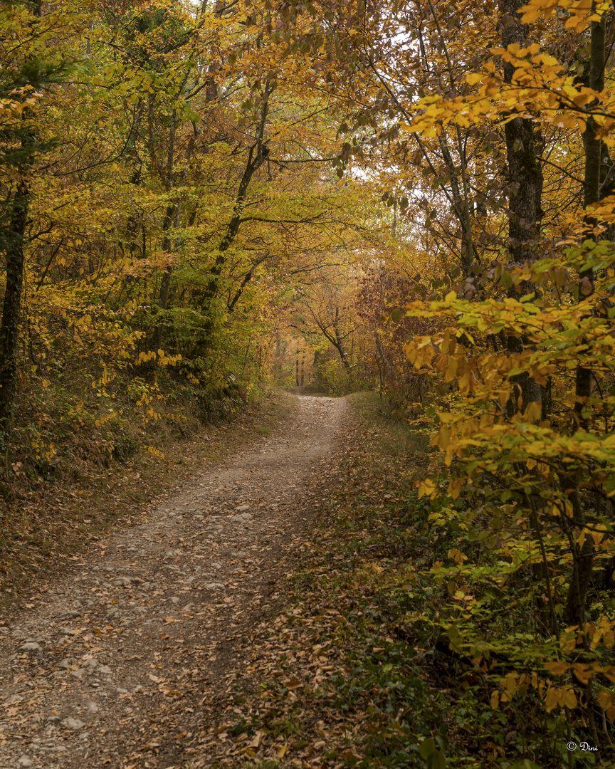 Herbstweg II