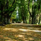 HerbstWeg im RombergPark