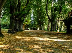 HerbstWeg im RombergPark