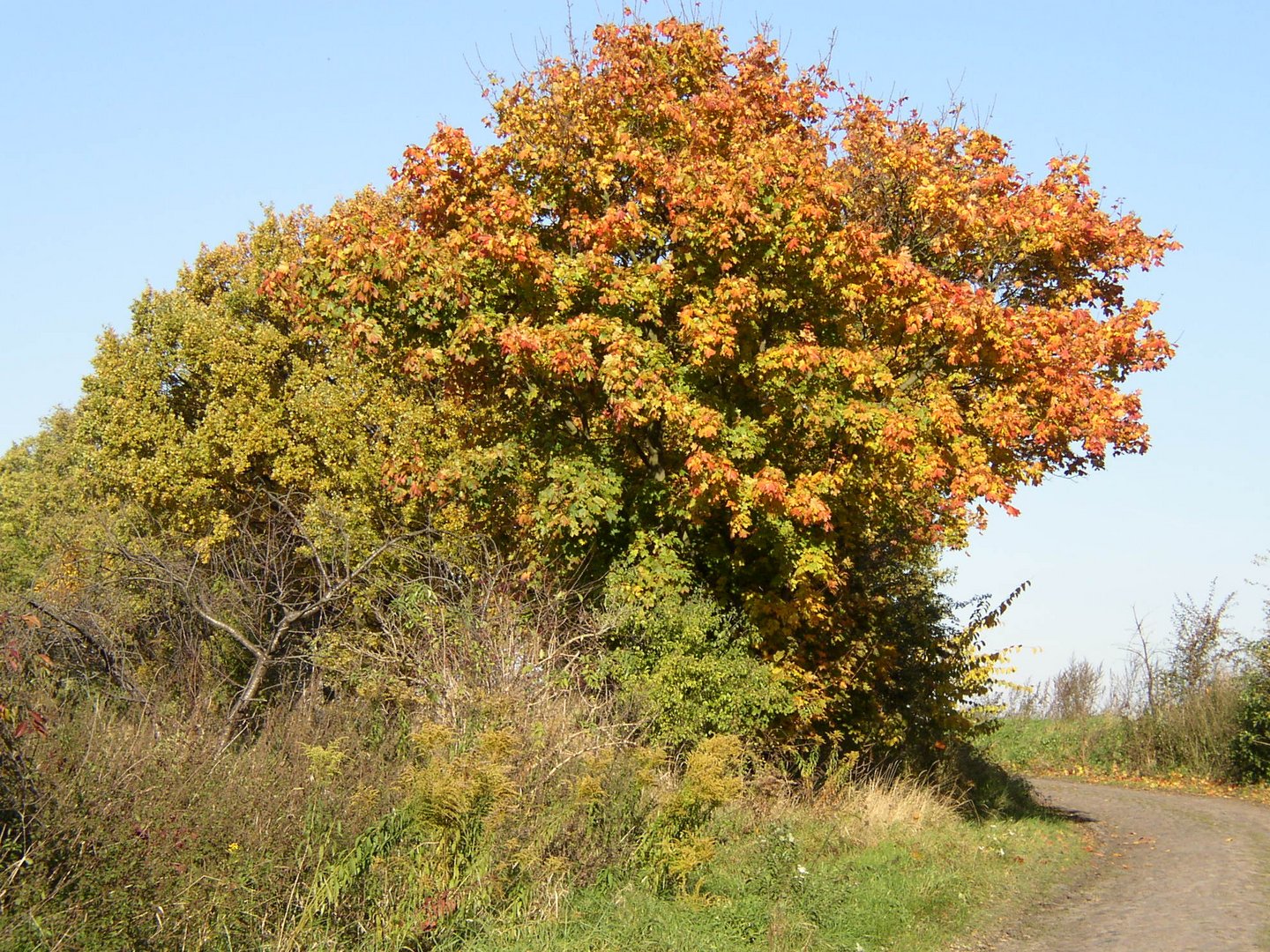 Herbstweg in Brandenburg