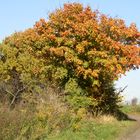 Herbstweg in Brandenburg