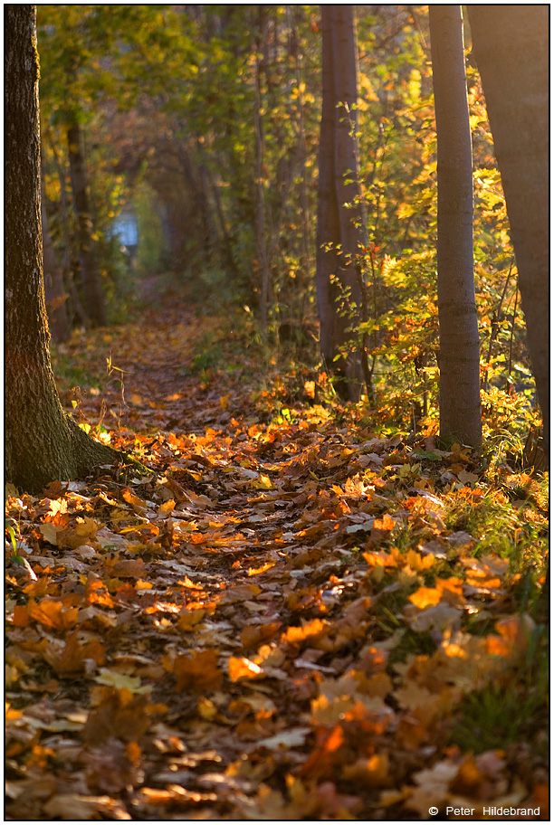 Herbstweg ins Blaue