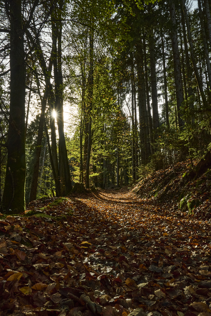 Herbstweg ins Licht