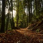 Herbstweg ins Licht