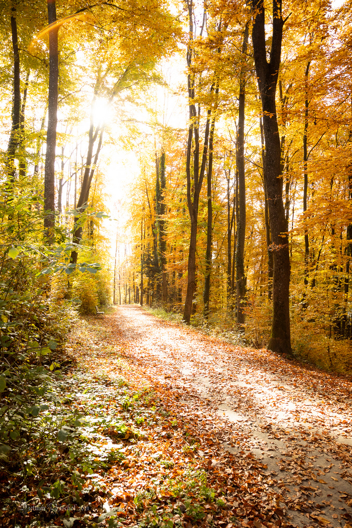 Herbstweg ins Licht