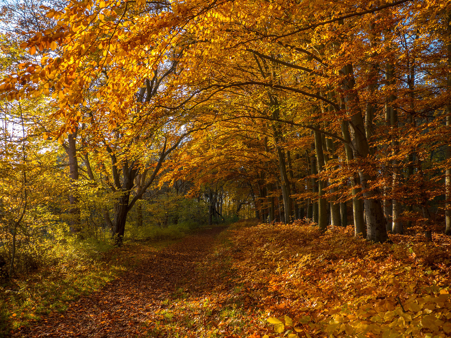 Herbstweg - was für ein Licht!