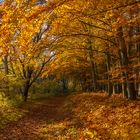 Herbstweg - was für ein Licht!