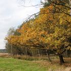 Herbstweg zum Moor