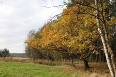 Herbstweg zum Moor