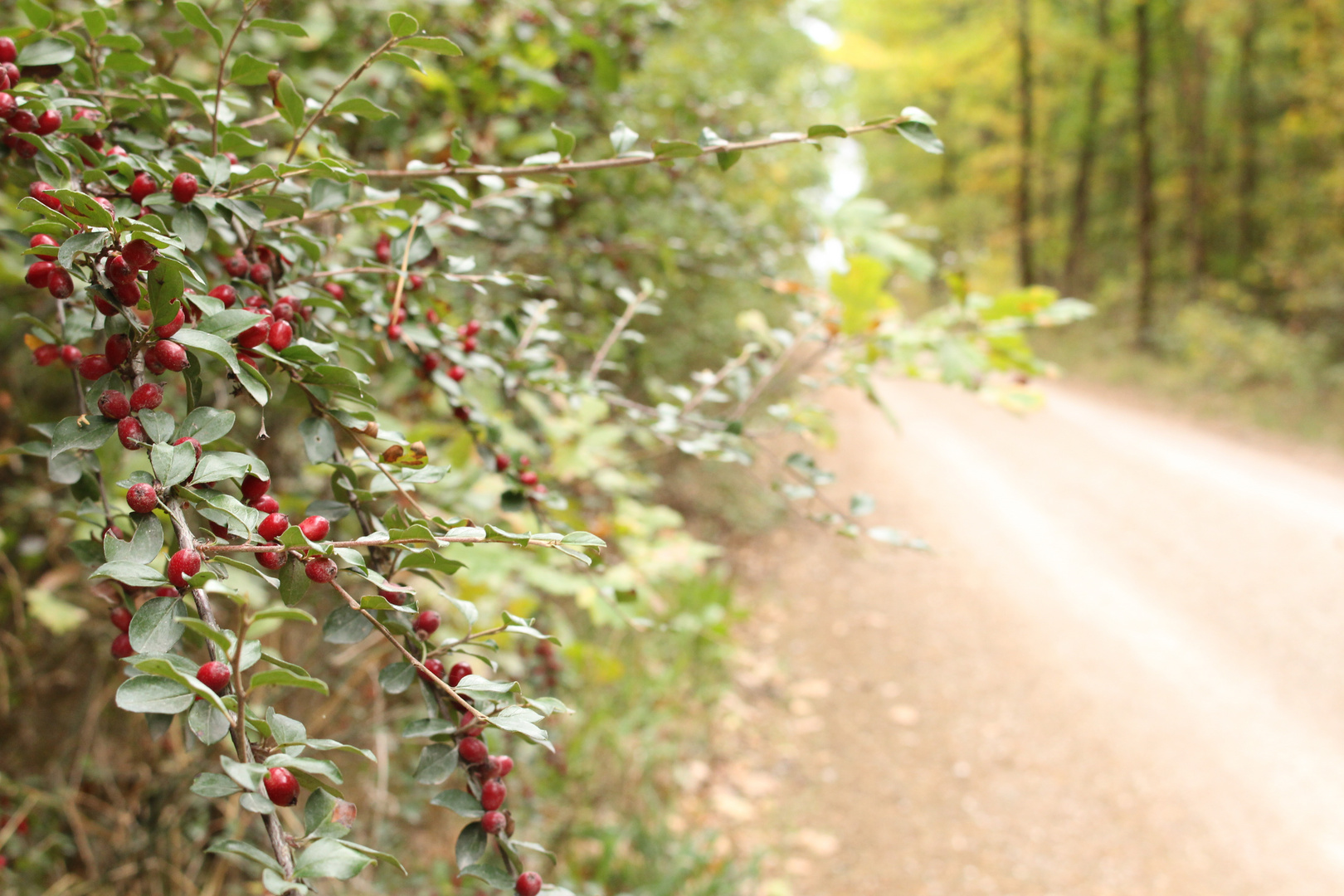 Herbstwege 4