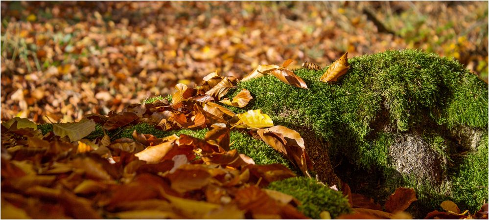 HerbstWege