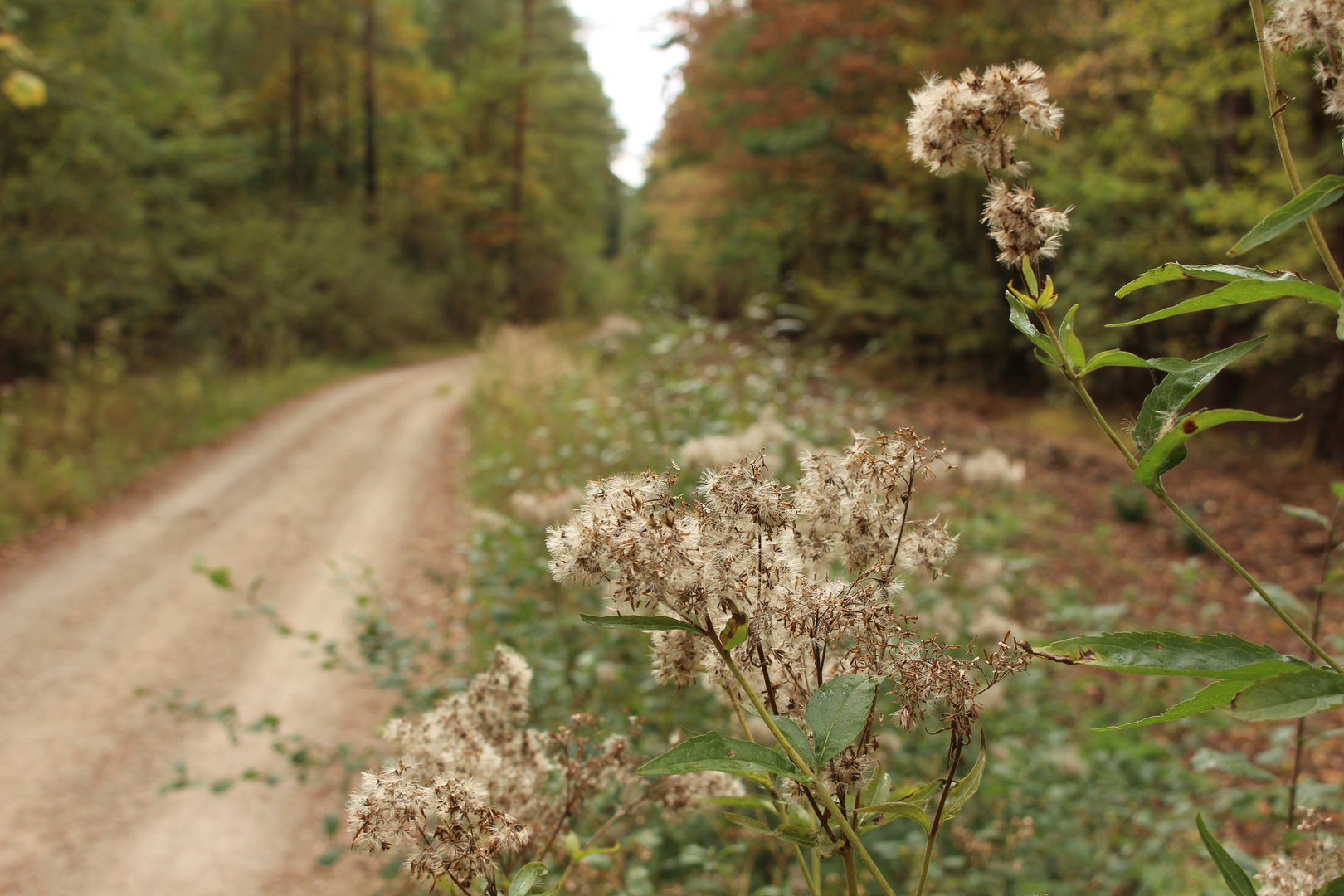 Herbstwege 6