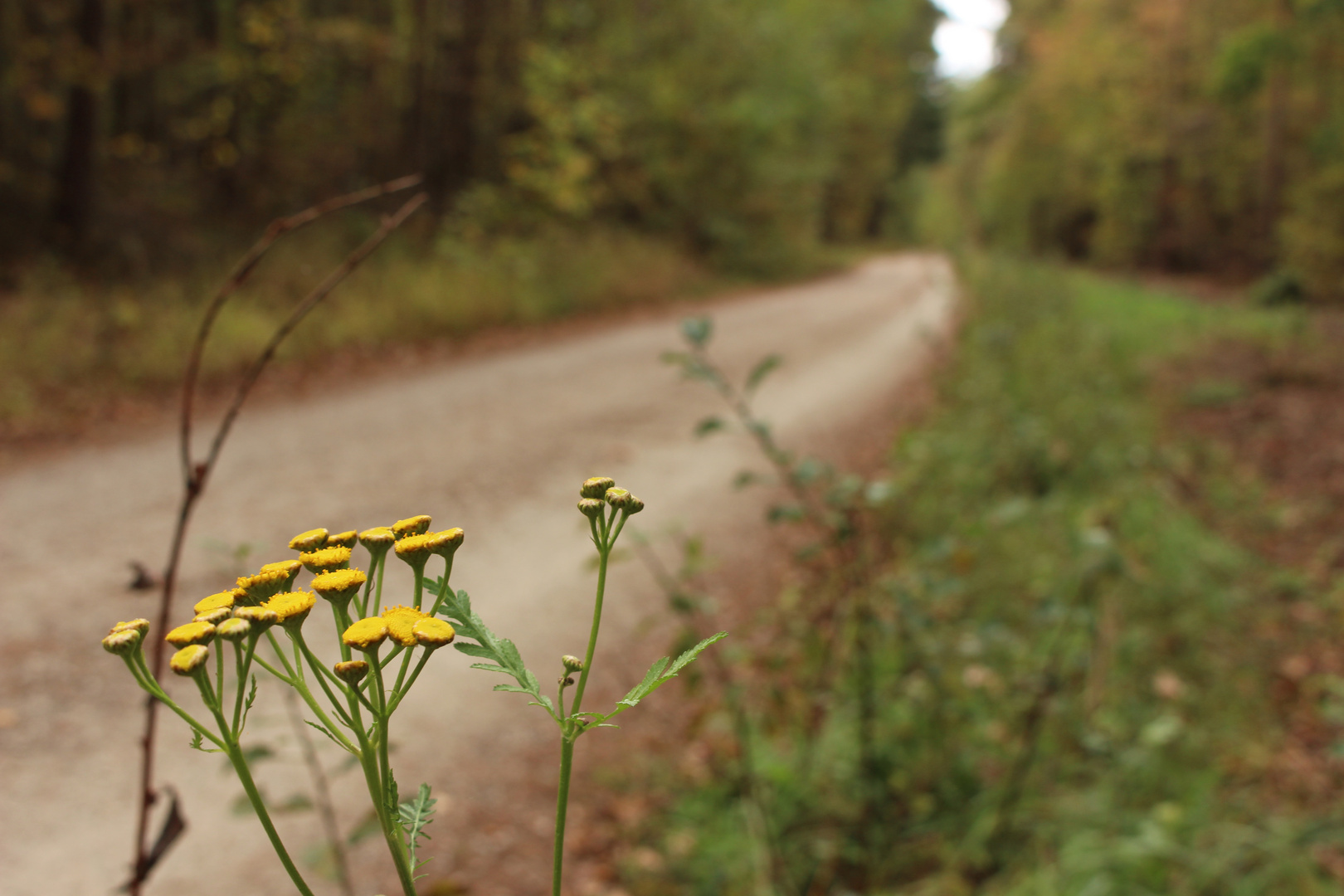 Herbstwege 7