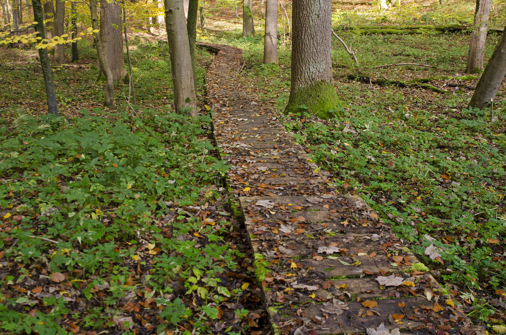 Herbstwege