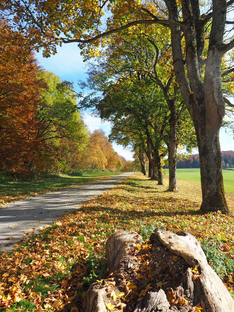 Herbstwege