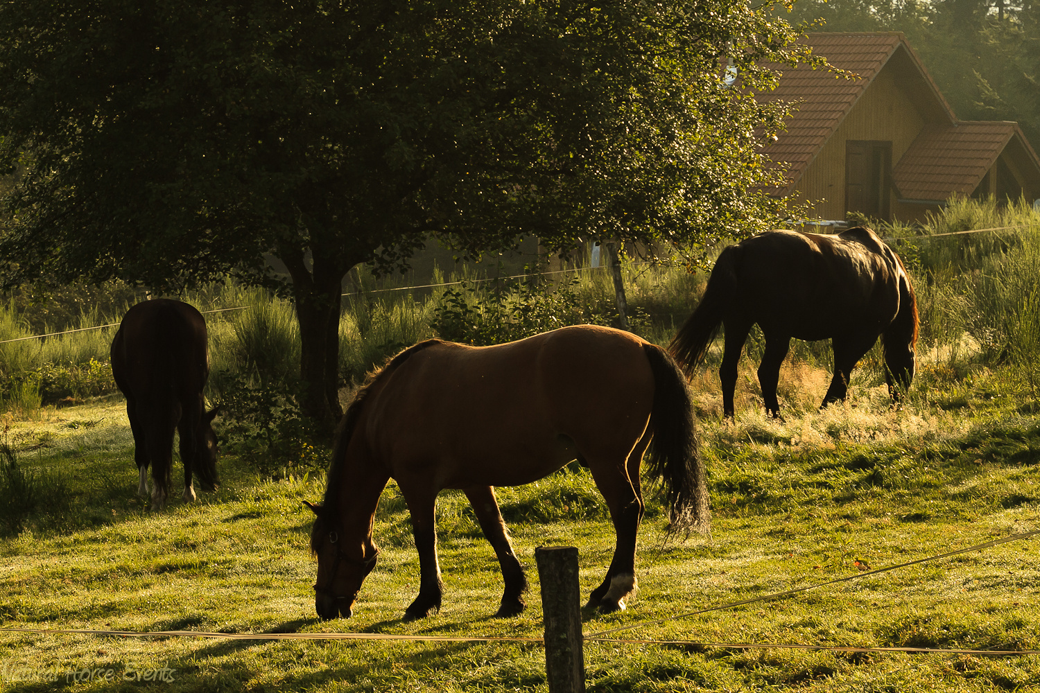 Herbstweide