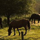 Herbstweide