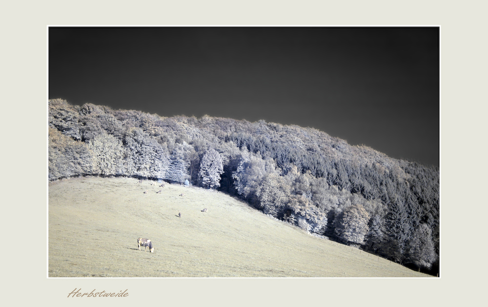 Herbstweide