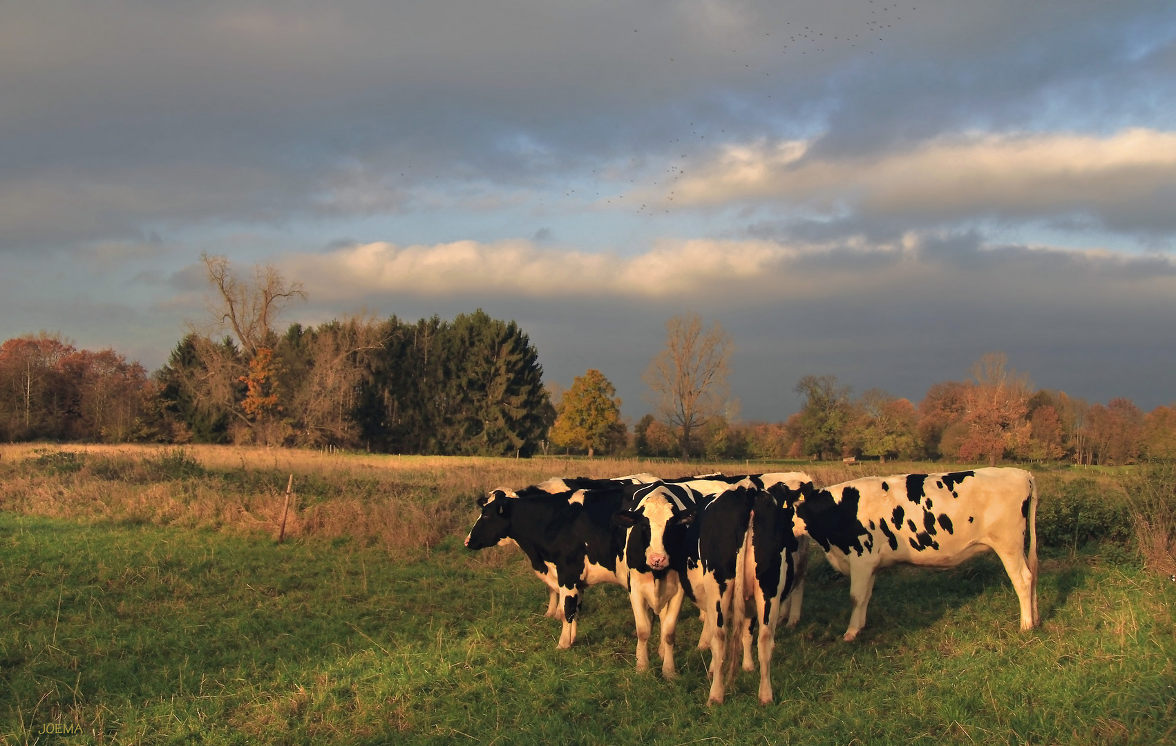 Herbstweide