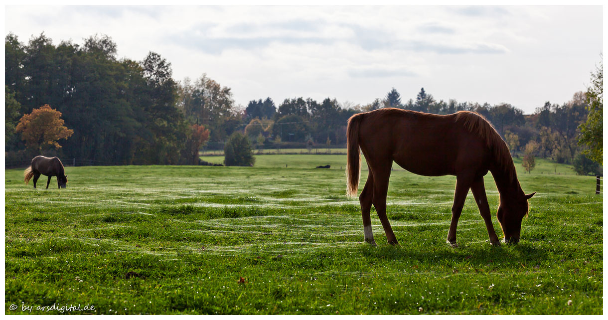 Herbstweide