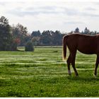 Herbstweide